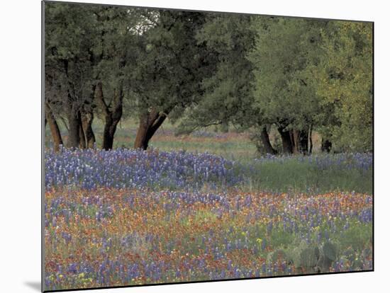 Texas Paintbrush and Bluebonnets Below Oak Trees, Hill Country, Texas, USA-Adam Jones-Mounted Photographic Print