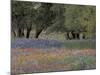 Texas Paintbrush and Bluebonnets Below Oak Trees, Hill Country, Texas, USA-Adam Jones-Mounted Photographic Print