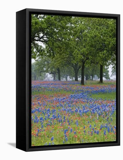 Texas Paintbrush and Bluebonnets Beneath Oak Trees, Texas Hill Country, Texas, USA-Adam Jones-Framed Stretched Canvas