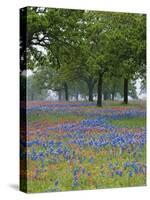 Texas Paintbrush and Bluebonnets Beneath Oak Trees, Texas Hill Country, Texas, USA-Adam Jones-Stretched Canvas