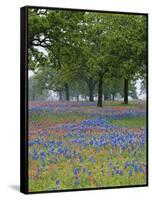 Texas Paintbrush and Bluebonnets Beneath Oak Trees, Texas Hill Country, Texas, USA-Adam Jones-Framed Stretched Canvas