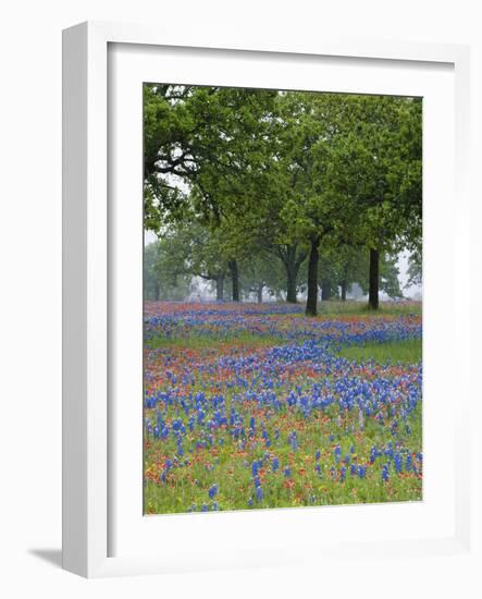 Texas Paintbrush and Bluebonnets Beneath Oak Trees, Texas Hill Country, Texas, USA-Adam Jones-Framed Photographic Print