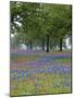 Texas Paintbrush and Bluebonnets Beneath Oak Trees, Texas Hill Country, Texas, USA-Adam Jones-Mounted Photographic Print