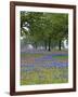 Texas Paintbrush and Bluebonnets Beneath Oak Trees, Texas Hill Country, Texas, USA-Adam Jones-Framed Photographic Print