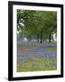 Texas Paintbrush and Bluebonnets Beneath Oak Trees, Texas Hill Country, Texas, USA-Adam Jones-Framed Photographic Print