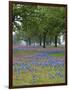 Texas Paintbrush and Bluebonnets Beneath Oak Trees, Texas Hill Country, Texas, USA-Adam Jones-Framed Photographic Print