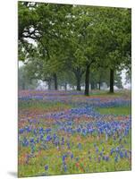 Texas Paintbrush and Bluebonnets Beneath Oak Trees, Texas Hill Country, Texas, USA-Adam Jones-Mounted Photographic Print