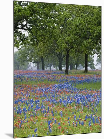 Texas Paintbrush and Bluebonnets Beneath Oak Trees, Texas Hill Country, Texas, USA-Adam Jones-Mounted Photographic Print