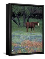 Texas Paintbrush and Bluebonnets, East of Lytle Horse, Texas, USA-Darrell Gulin-Framed Stretched Canvas