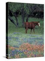 Texas Paintbrush and Bluebonnets, East of Lytle Horse, Texas, USA-Darrell Gulin-Stretched Canvas