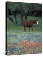 Texas Paintbrush and Bluebonnets, East of Lytle Horse, Texas, USA-Darrell Gulin-Stretched Canvas