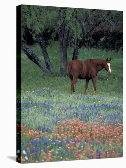 Texas Paintbrush and Bluebonnets, East of Lytle Horse, Texas, USA-Darrell Gulin-Stretched Canvas