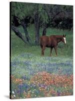 Texas Paintbrush and Bluebonnets, East of Lytle Horse, Texas, USA-Darrell Gulin-Stretched Canvas