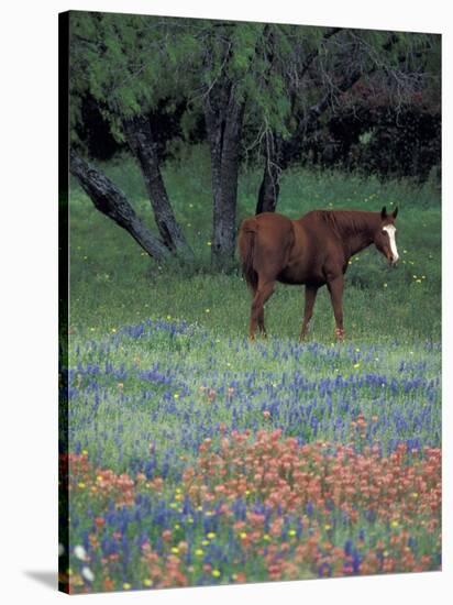 Texas Paintbrush and Bluebonnets, East of Lytle Horse, Texas, USA-Darrell Gulin-Stretched Canvas