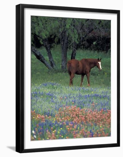 Texas Paintbrush and Bluebonnets, East of Lytle Horse, Texas, USA-Darrell Gulin-Framed Premium Photographic Print