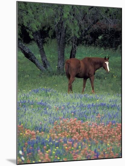 Texas Paintbrush and Bluebonnets, East of Lytle Horse, Texas, USA-Darrell Gulin-Mounted Premium Photographic Print