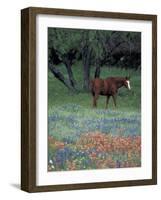 Texas Paintbrush and Bluebonnets, East of Lytle Horse, Texas, USA-Darrell Gulin-Framed Photographic Print