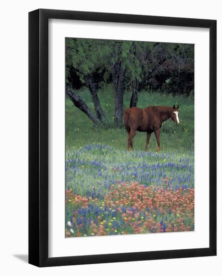 Texas Paintbrush and Bluebonnets, East of Lytle Horse, Texas, USA-Darrell Gulin-Framed Photographic Print