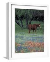 Texas Paintbrush and Bluebonnets, East of Lytle Horse, Texas, USA-Darrell Gulin-Framed Photographic Print