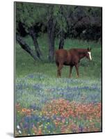 Texas Paintbrush and Bluebonnets, East of Lytle Horse, Texas, USA-Darrell Gulin-Mounted Photographic Print