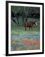 Texas Paintbrush and Bluebonnets, East of Lytle Horse, Texas, USA-Darrell Gulin-Framed Photographic Print