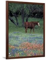 Texas Paintbrush and Bluebonnets, East of Lytle Horse, Texas, USA-Darrell Gulin-Framed Photographic Print