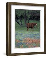 Texas Paintbrush and Bluebonnets, East of Lytle Horse, Texas, USA-Darrell Gulin-Framed Photographic Print