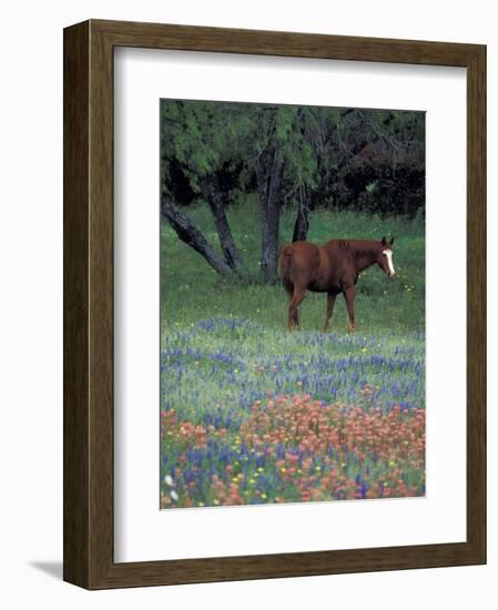 Texas Paintbrush and Bluebonnets, East of Lytle Horse, Texas, USA-Darrell Gulin-Framed Photographic Print