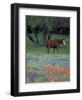 Texas Paintbrush and Bluebonnets, East of Lytle Horse, Texas, USA-Darrell Gulin-Framed Photographic Print