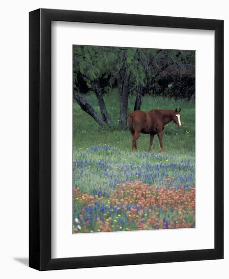 Texas Paintbrush and Bluebonnets, East of Lytle Horse, Texas, USA-Darrell Gulin-Framed Photographic Print