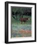 Texas Paintbrush and Bluebonnets, East of Lytle Horse, Texas, USA-Darrell Gulin-Framed Photographic Print