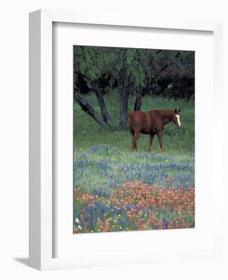 Texas Paintbrush and Bluebonnets, East of Lytle Horse, Texas, USA-Darrell Gulin-Framed Photographic Print