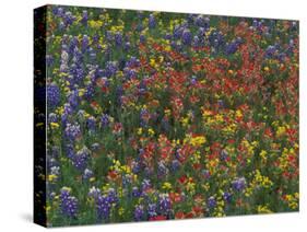 Texas Paintbrush and Bluebonnets with Low Bladderpod, Hill Country, Texas, USA-Adam Jones-Stretched Canvas