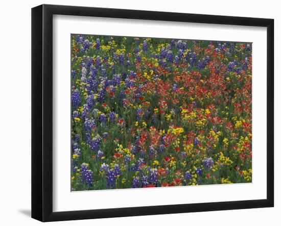 Texas Paintbrush and Bluebonnets with Low Bladderpod, Hill Country, Texas, USA-Adam Jones-Framed Photographic Print