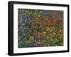 Texas Paintbrush and Bluebonnets with Low Bladderpod, Hill Country, Texas, USA-Adam Jones-Framed Photographic Print