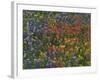 Texas Paintbrush and Bluebonnets with Low Bladderpod, Hill Country, Texas, USA-Adam Jones-Framed Photographic Print