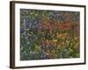 Texas Paintbrush and Bluebonnets with Low Bladderpod, Hill Country, Texas, USA-Adam Jones-Framed Photographic Print