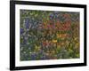 Texas Paintbrush and Bluebonnets with Low Bladderpod, Hill Country, Texas, USA-Adam Jones-Framed Photographic Print