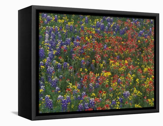 Texas Paintbrush and Bluebonnets with Low Bladderpod, Hill Country, Texas, USA-Adam Jones-Framed Stretched Canvas