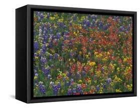 Texas Paintbrush and Bluebonnets with Low Bladderpod, Hill Country, Texas, USA-Adam Jones-Framed Stretched Canvas