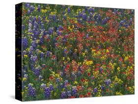 Texas Paintbrush and Bluebonnets with Low Bladderpod, Hill Country, Texas, USA-Adam Jones-Stretched Canvas