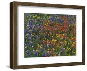 Texas Paintbrush and Bluebonnets with Low Bladderpod, Hill Country, Texas, USA-Adam Jones-Framed Photographic Print