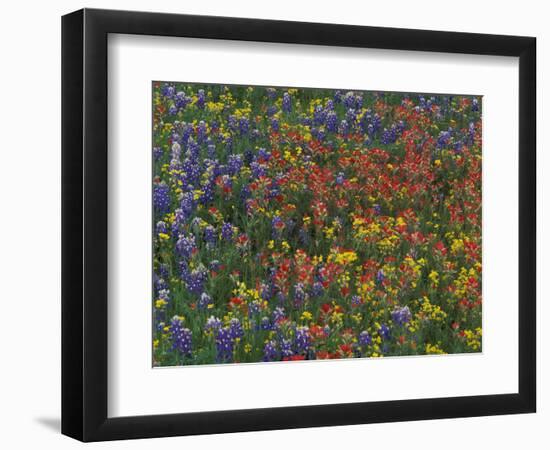 Texas Paintbrush and Bluebonnets with Low Bladderpod, Hill Country, Texas, USA-Adam Jones-Framed Photographic Print