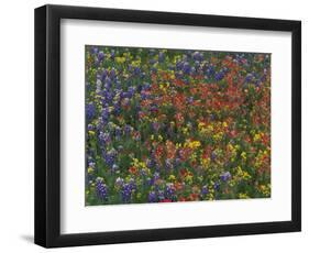 Texas Paintbrush and Bluebonnets with Low Bladderpod, Hill Country, Texas, USA-Adam Jones-Framed Photographic Print