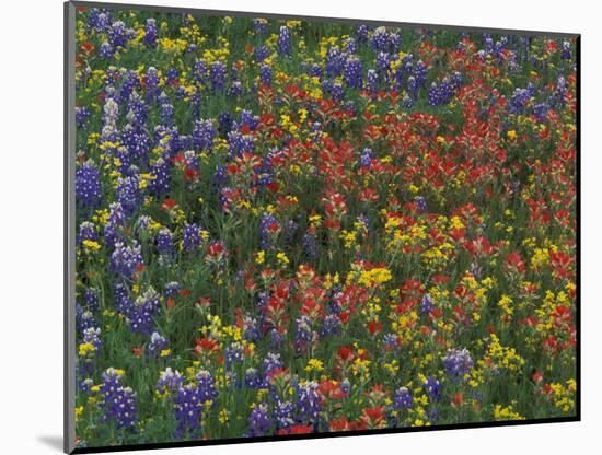 Texas Paintbrush and Bluebonnets with Low Bladderpod, Hill Country, Texas, USA-Adam Jones-Mounted Photographic Print