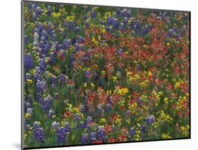 Texas Paintbrush and Bluebonnets with Low Bladderpod, Hill Country, Texas, USA-Adam Jones-Mounted Photographic Print