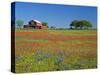 Texas Paintbrush Flowers and Red Barn in Field, Texas Hill Country, Texas, USA-Adam Jones-Stretched Canvas