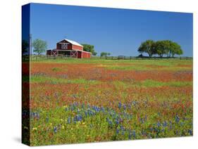 Texas Paintbrush Flowers and Red Barn in Field, Texas Hill Country, Texas, USA-Adam Jones-Stretched Canvas