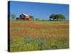 Texas Paintbrush Flowers and Red Barn in Field, Texas Hill Country, Texas, USA-Adam Jones-Stretched Canvas