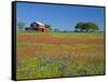 Texas Paintbrush Flowers and Red Barn in Field, Texas Hill Country, Texas, USA-Adam Jones-Framed Stretched Canvas